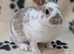 Bunnies to reserve ready for new homes between 15th to the 29th November