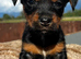 4 beautiful terrier boys