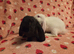 French lop does 8weeks last 2