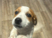 Jack russel girl