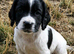 SPROCKER (ENGLISH SPRINGER X COCKER SPANIEL) PUPS