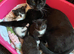 4 gorgeous kittens