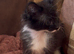 2 lovely black and white boy kittens