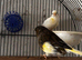 Pair of gloster canary