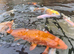 Plenty of koi to go to new homes