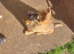 German shepherd puppies
