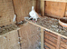 Raceing pigeon
