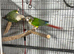 Bonded pair of conures