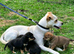 Jack Russell's puppies
