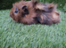 Boar guinea pigs