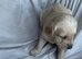 Gorgeous labradoodle puppies