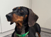 Female 3 year old Miniature Dachshund