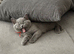 Champion line BSH KITTENS