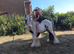 2 year old miniature cob