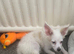Adorable Tiny Malchi Female Puppy Available Sept