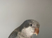 Opaline quaker