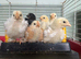 Day old Pekin Chicks