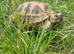 Horsfield tortoise 8 yrs old