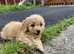Poochoon pups