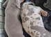 Miniature Dachshund