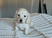 Stunning clear cream kc minature Dachshund stud