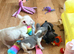 FRENCH BULLDOG PUPPIES FOR SALE FROM £2000