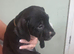 American bull dog x presa canario