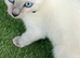Beautiful Ragamees baby male kittens