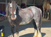 PERFECT QUALITY RIDE AND DRIVE KIDS PONY