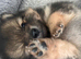 Pomeranian puppies READY NOW