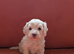 Toy Cavapoo Puppies Ready 13th July