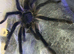 Tarantulas for Sale