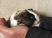2 x sheltie boars