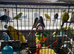 Lots of different coloured budgies for sale