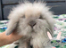 Beautiful Mini Lion Lops