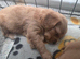 Cavapoo pups