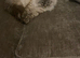 Adorable cat
