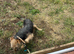 Jack Russell