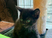 Stunning Indoor Bombay Kittens – 3 Boys & 3 Girls Available (View with Parents)