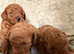 Toy poodle