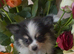 Stunning Chihuahua x Pomeranian pups