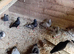 Homing pigeons. Rare coloura