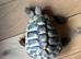 Hermann Tortoise Female 4 years old
