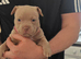 American Bully Pocket
