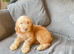 11 beautiful f1b Irish doodles (4 left)
