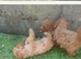 3 stunning boys