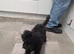 Poodle puppies
