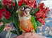 Conures Handreared &ndash; PBFD & APV Negative DNA Sexed &pound;400 Each