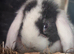 Mini lop rabbits available on the 21/07/2021