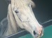 5 year old Cob x mare
